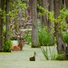 Fauna Puszczy Zielonka - jeleń brodzący w terenie bagnistym
