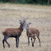 Fauna Puszczy Zielonka - dwa jelenie na ściernisku