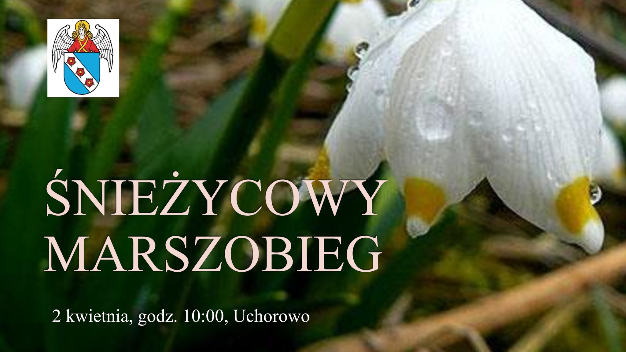 Śnieżycowy Marszobieg, 2 kwietnia, świetlica Uchorowo, godz. 10:00, zapisy promocja@murowana-goslina.pl